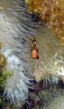   Clownfish Majuro Lagoon Marshall Islands  
